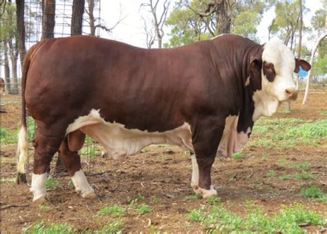 ascot rum 888|Muy destacado hijo de Carinya PENRITH madre Grand Slam y .